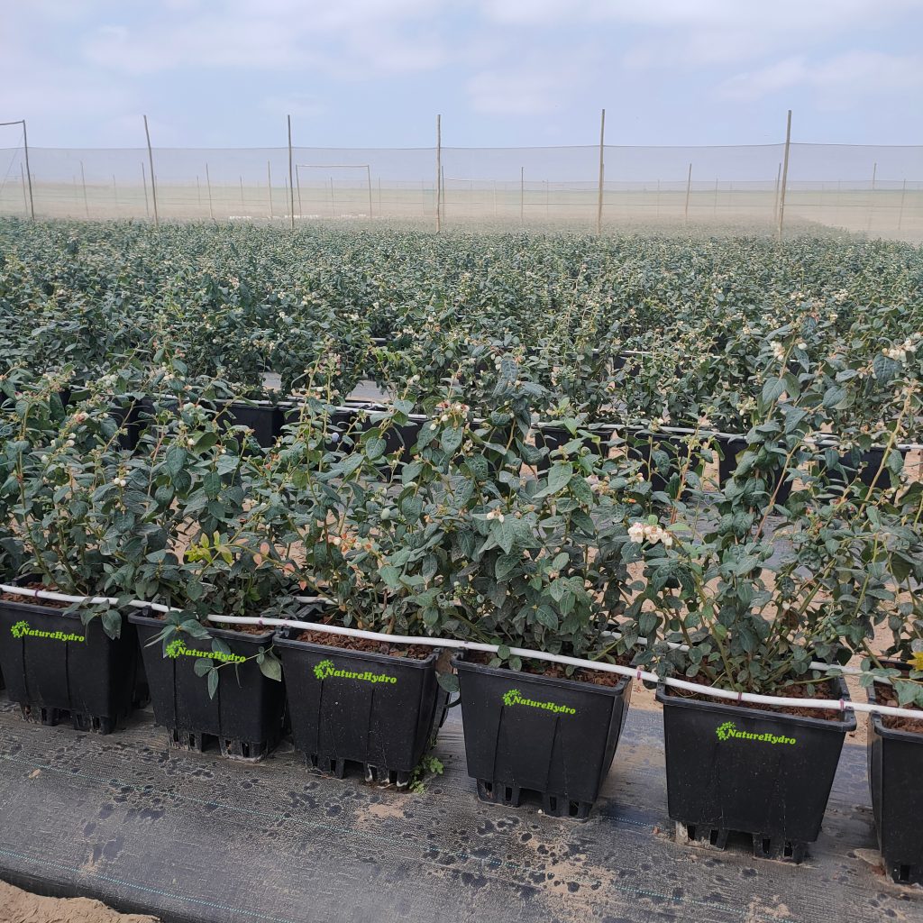 commercial black plastic plant pots wholesale